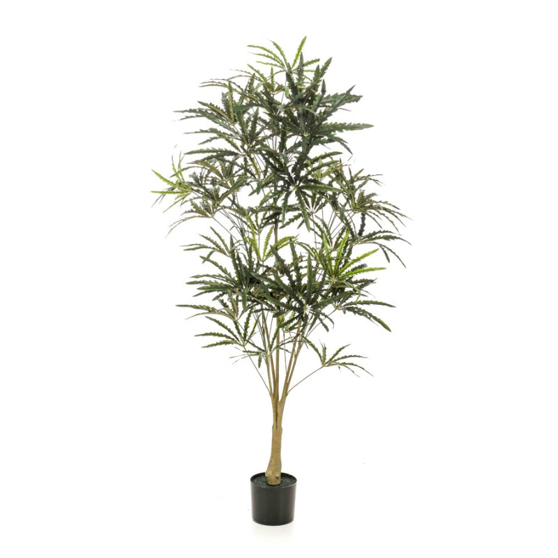 Plante artificielle Plerandra élégantissima 145 cm