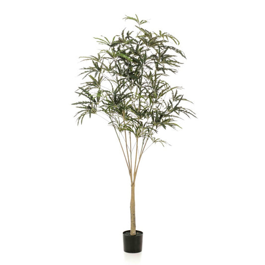 Kunstplant Plerandra elegantissima 195 cm