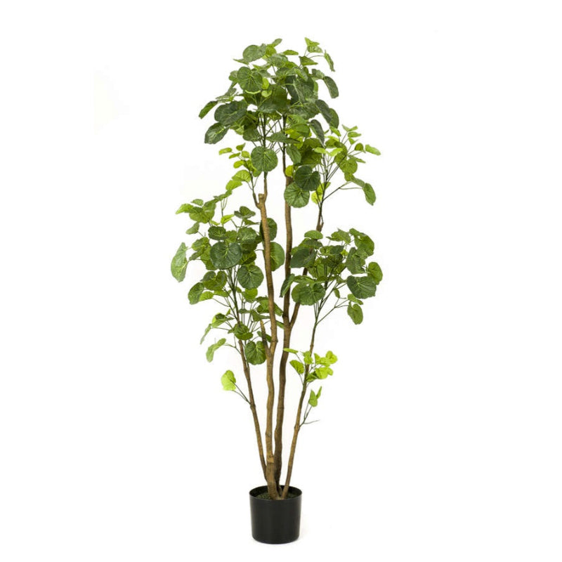 Plante artificielle arbre Polyscias 160 cm