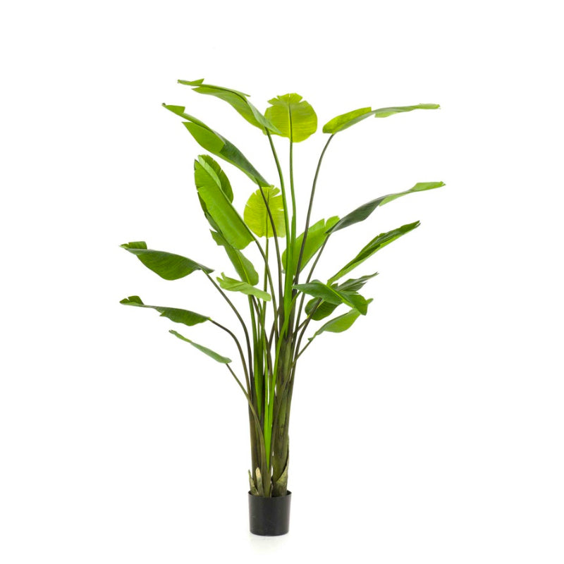 Plante artificielle Strelitzia Nicolai 230 cm