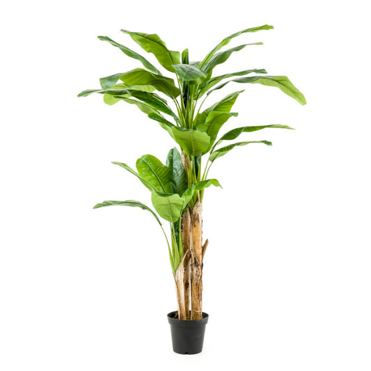 Bananenboom 3 stammen 210 cm - Onlinekunstplant - Vandaag besteld, morgen in huis