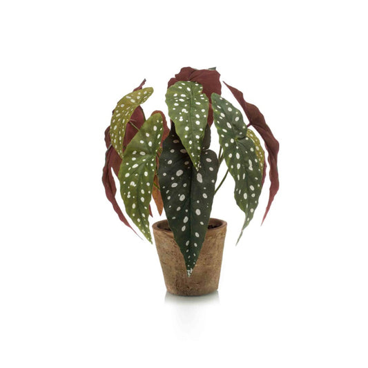 Kunstplant Begonia Maculata 33 cm in terracotta pot