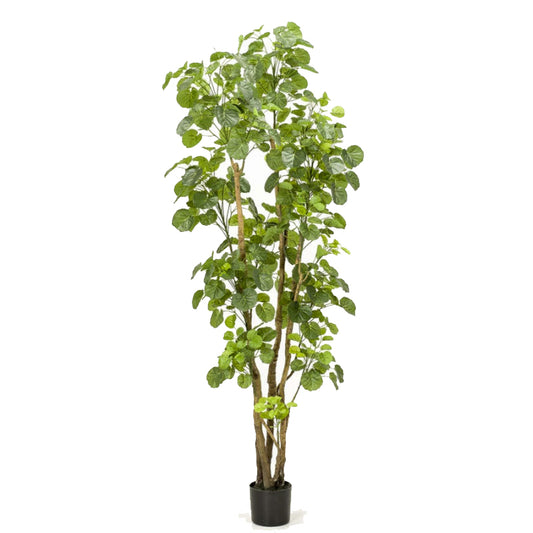 Kunstplant Polyscias boom 195 cm