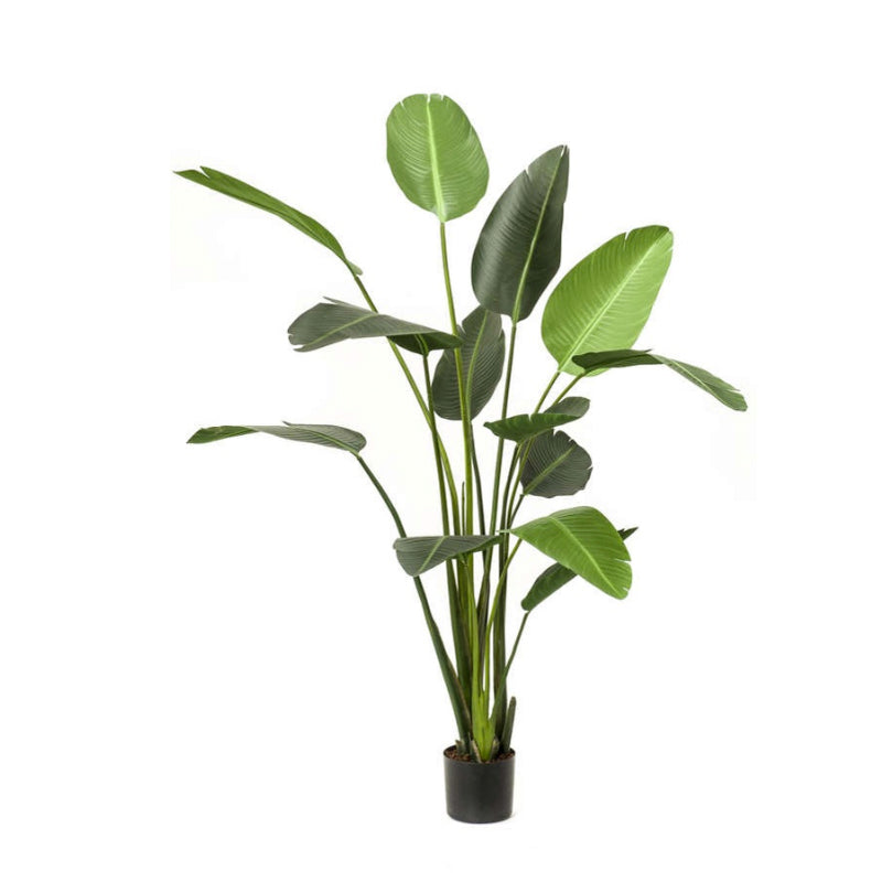 Plante artificielle Strelitzia 230 cm
